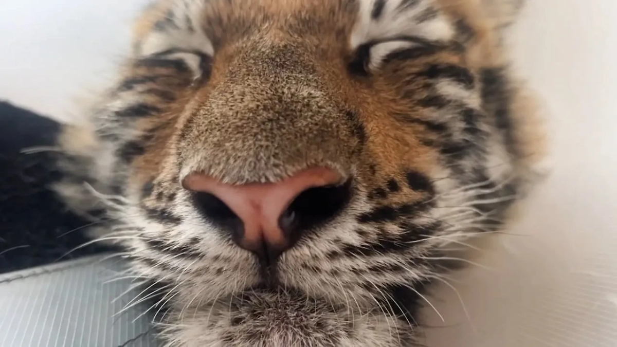 Тигрёнок Каталина. Обложка © VK / "Дом Тигра – Tiger House"