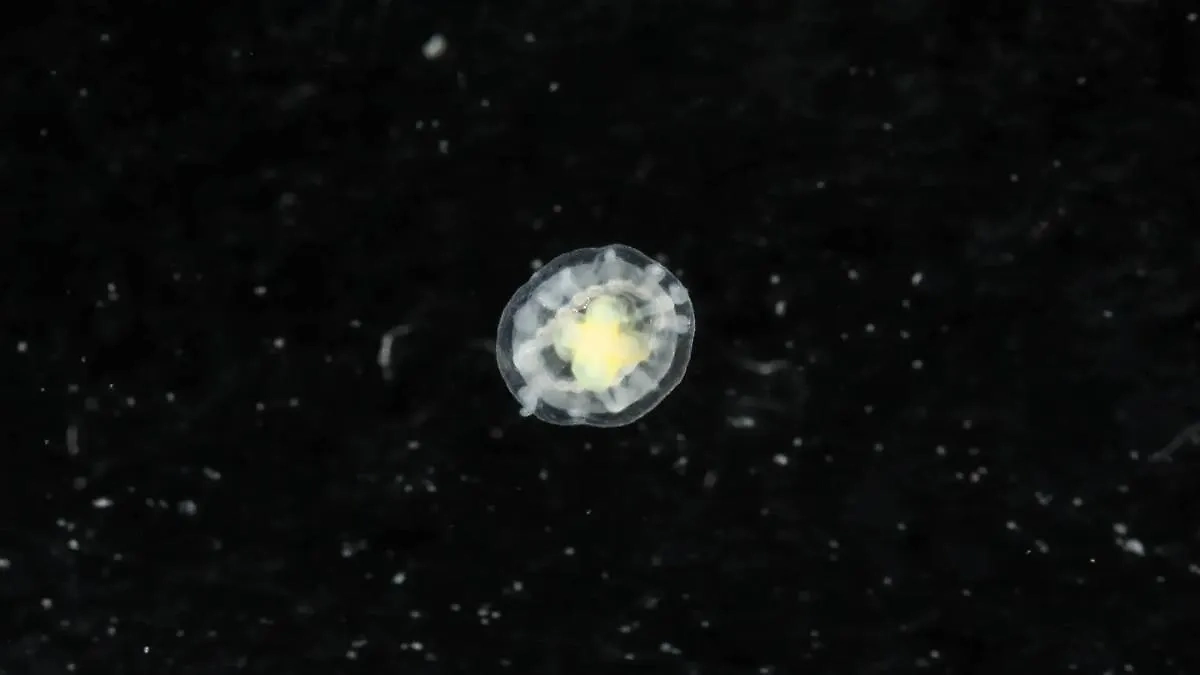 Turritopsis dohrnii. Фото © Wikipedia / Dr. Karen J. Osborn