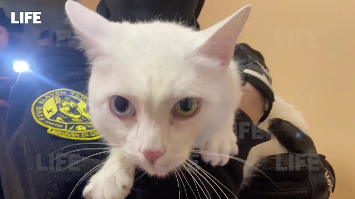 Кот, спасённый из квартиры в Щербинке. Обложка © Life.ru
