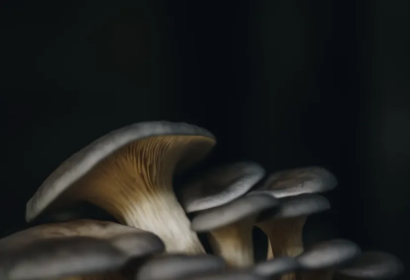 Фото © Nicholas Mullins / Unsplash