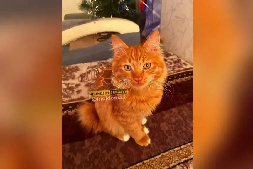 В Барнауле кота взяли в заложники. Обложка © VK / Инцидент Барнаул
