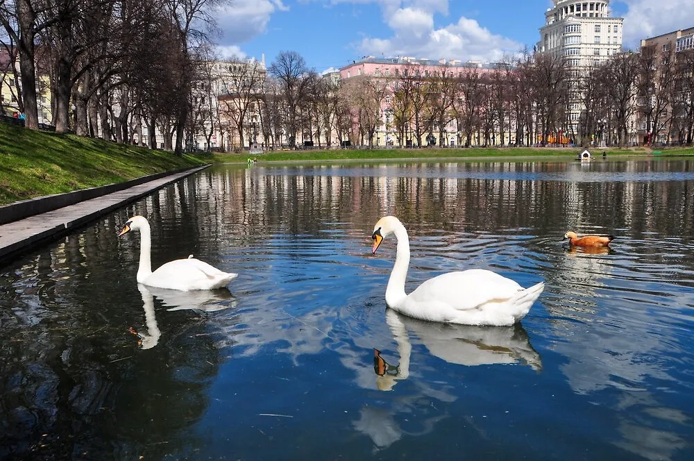 Патриаршие пруды в Москве. Фото © Агентство "Москва"