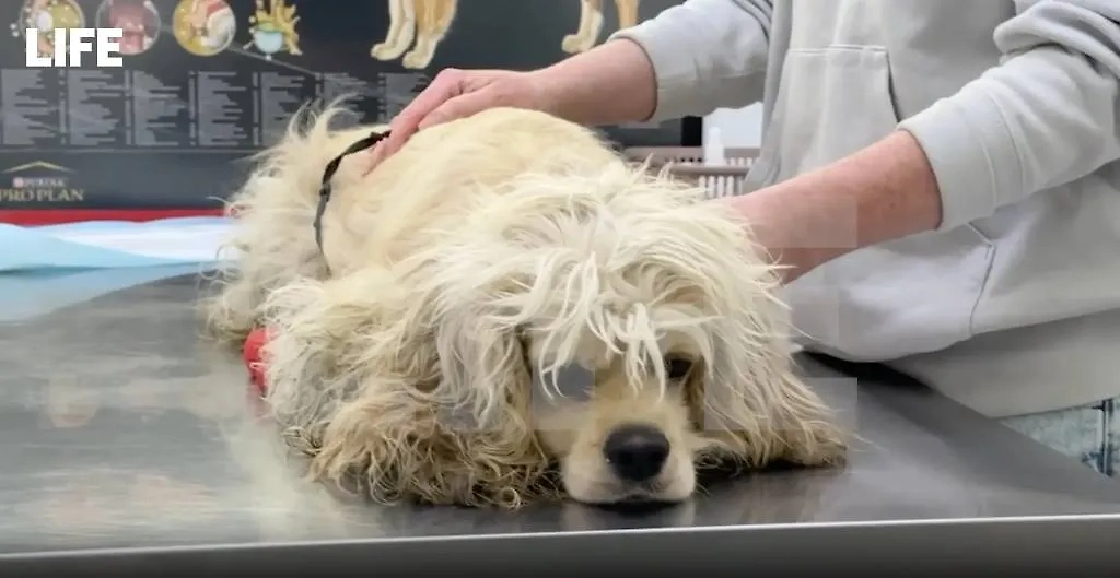 Спасённый из запертой подмосковной квартиры спаниель Ася. Обложка © Life.ru