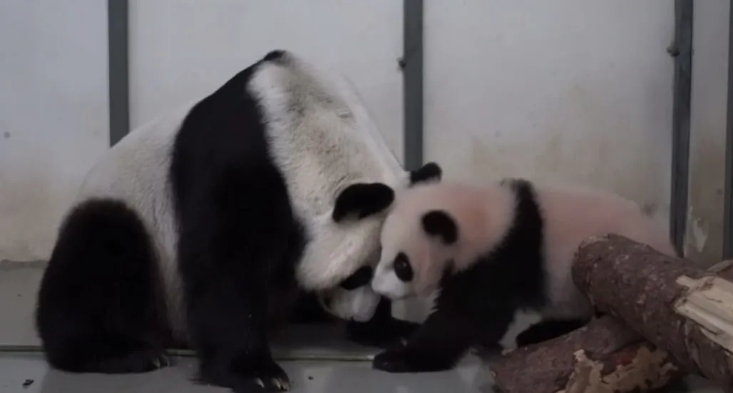 Про панду Катюшу выходят только хорошие новости. Фото © t.me / Светлана Акулова