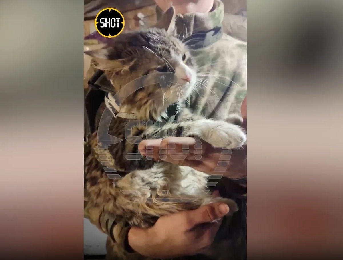 Российские военные раздобыли бронежилет для своего кота. Обложка © t.me / SHOT