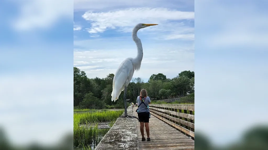Фото © Facebook (соцсеть запрещена в РФ; принадлежит корпорации Meta, которая признана в РФ экстремистской) / Crap wildlife photography