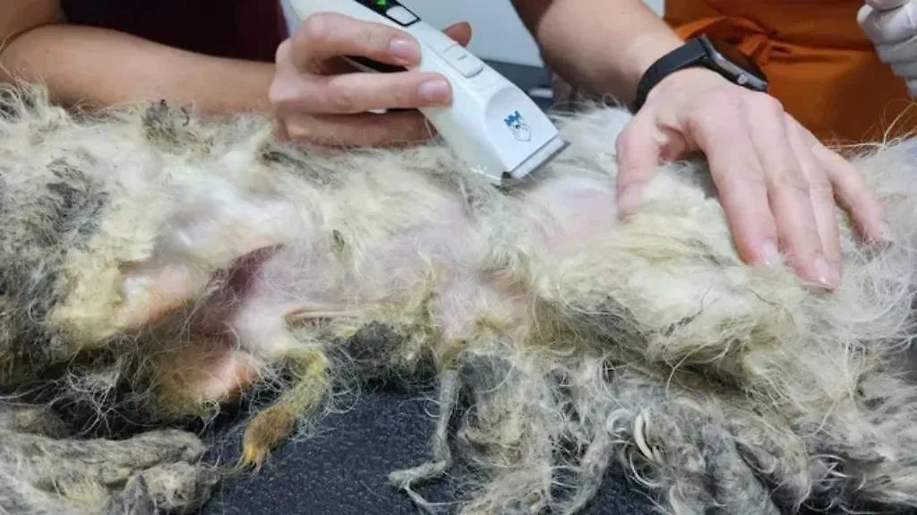 Найденная спустя полтора года в Подмосковье собака Сахарок. Фото © Телеканал "360" / Мария Андрюхина