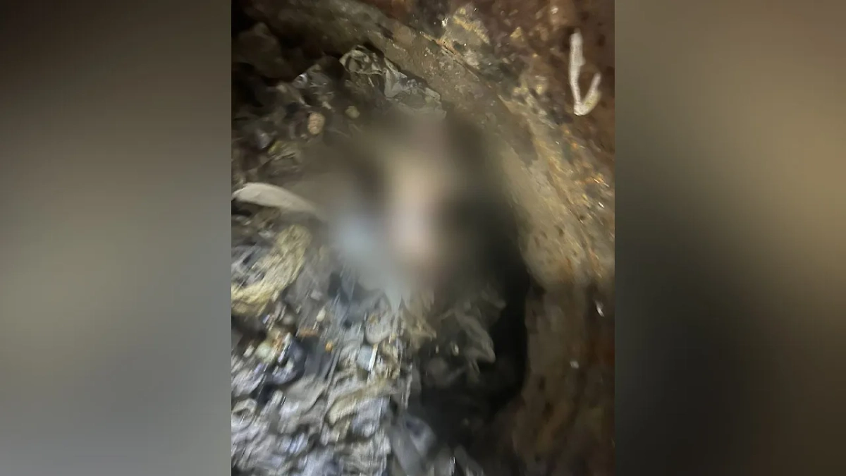 Место, где обнаружили тело младенца. Обложка © Telegram / Столичный СК