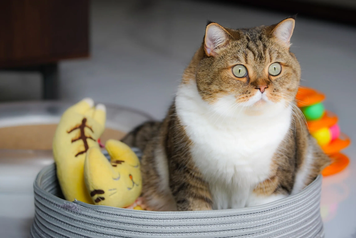 Влажный корм сильнее вредит зубам кота, чем сухой. Обложка © Unsplash