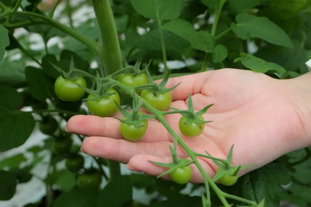 В марте можно начать сеять в ящиках томаты, перцы и баклажаны. Обложка © Агентство "Москва" / Софья Сандурская