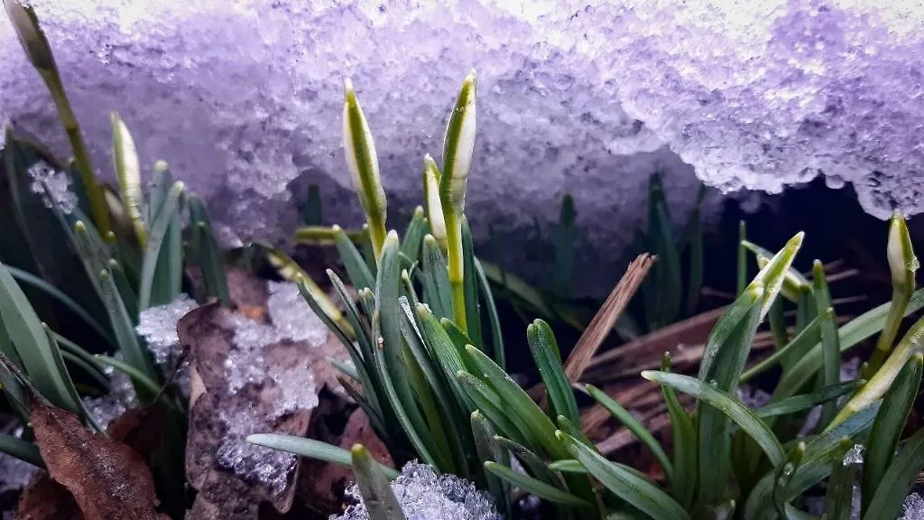 Первые подснежники в "Аптекарском огороде" МГУ в 2024 году. Обложка © Telegram / Аптекарский огород МГУ