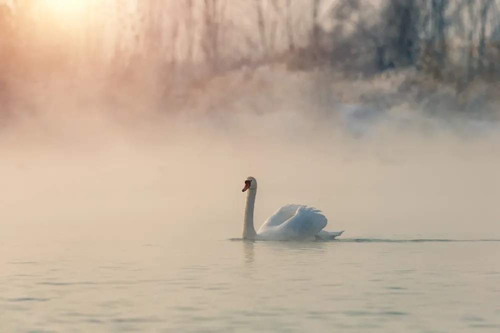 Если 26 марта лебеди прилетели — жди снегопада. Фото © Shutterstock / FOTODOM