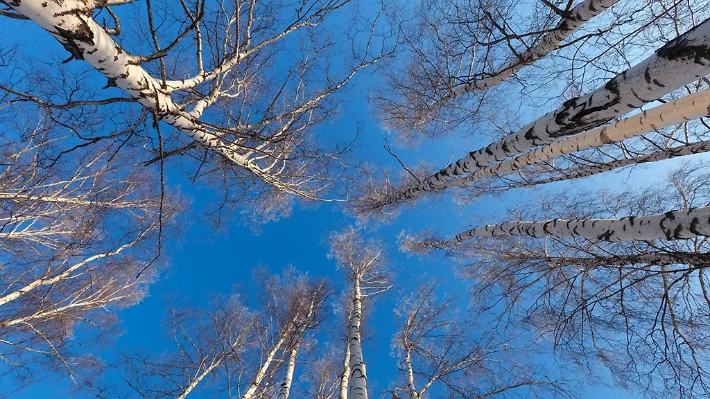 Древние считали, что именно 24 марта начинается движение сока в берёзах. Фото © Freepik / bearfotos