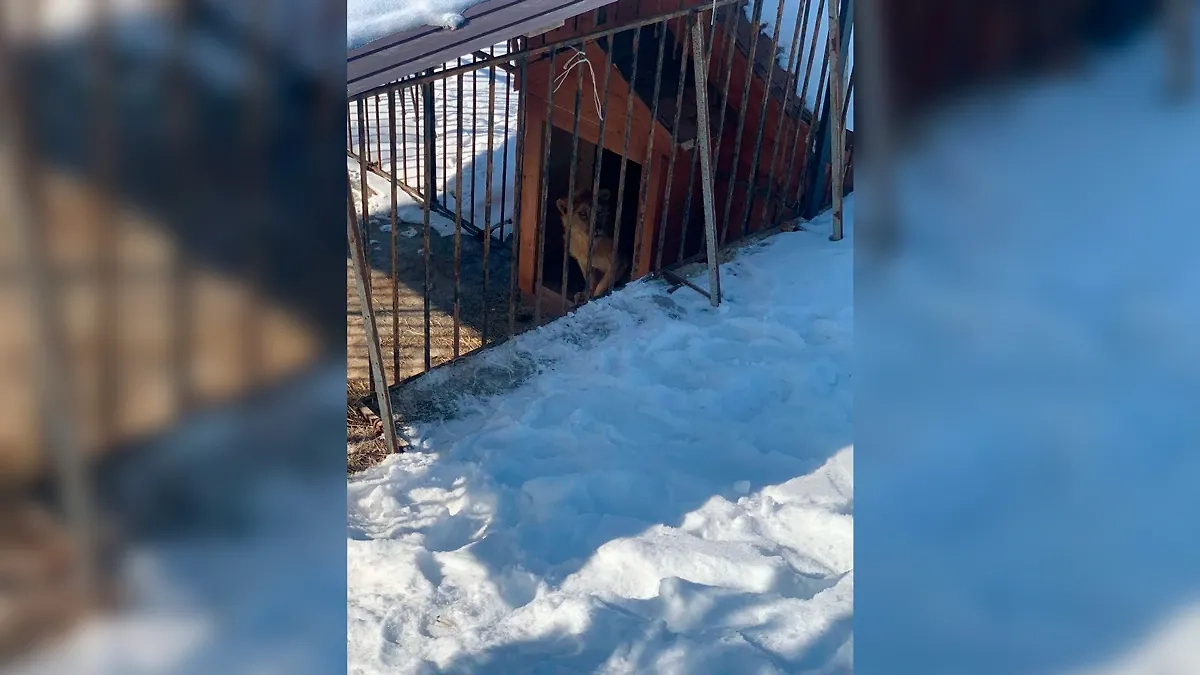 Лев, который напал на девочку в Саратове. Фото © Telegram / Прокуратура Саратовской области