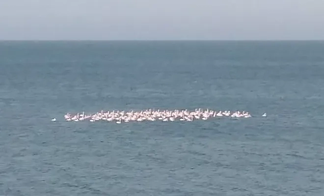 В Крыму временно обосновалась крупная стая розовых фламинго. Обложка © VK / Игорь Сикорский / Б. Ефимов