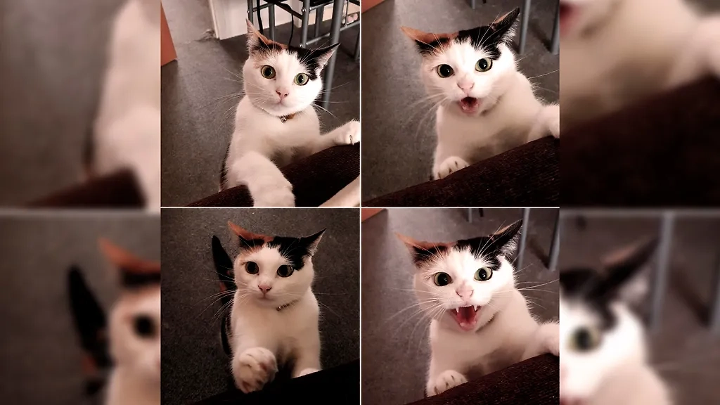 Фото © Reddit / nicotineapache