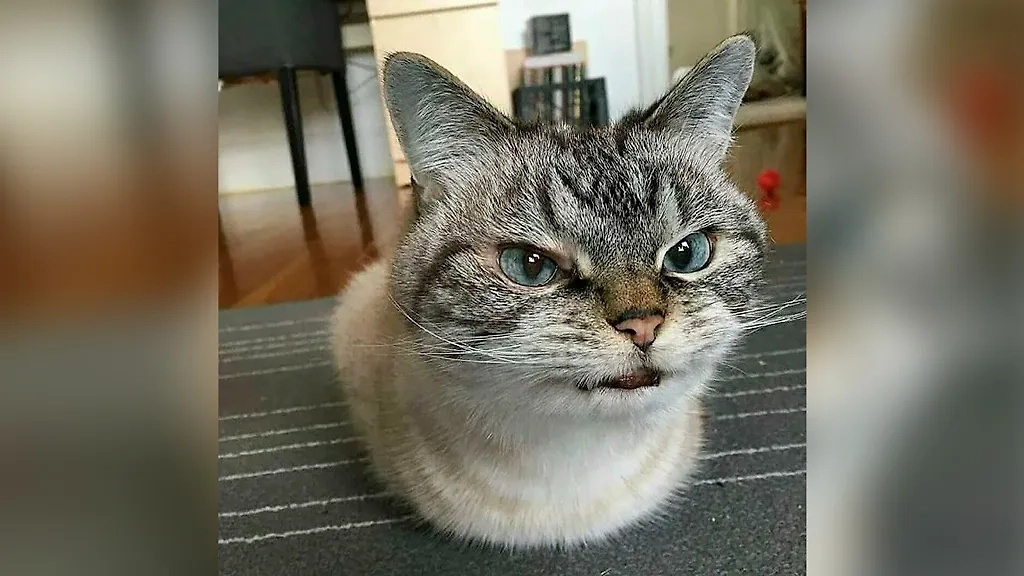 Фото © Reddit / xPantheriuMx