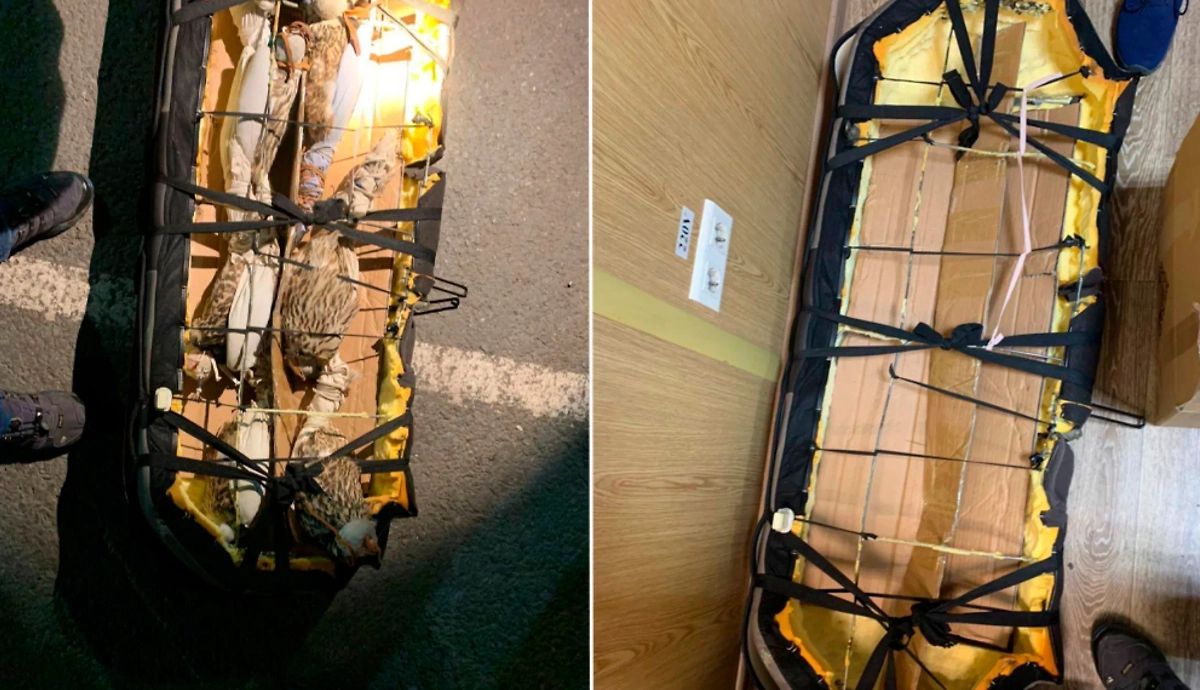 Жителя Барнаула и иностранца будут судить за попытку контрабанды краснокнижных кречетов. Фото © СУ СКР по Алтайскому краю