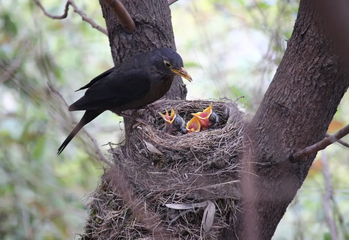 Считается, что именно в этот день, 9 марта, птицы ищут место для гнёзд. Фото © Fabrizio Frigeni / Unsplash