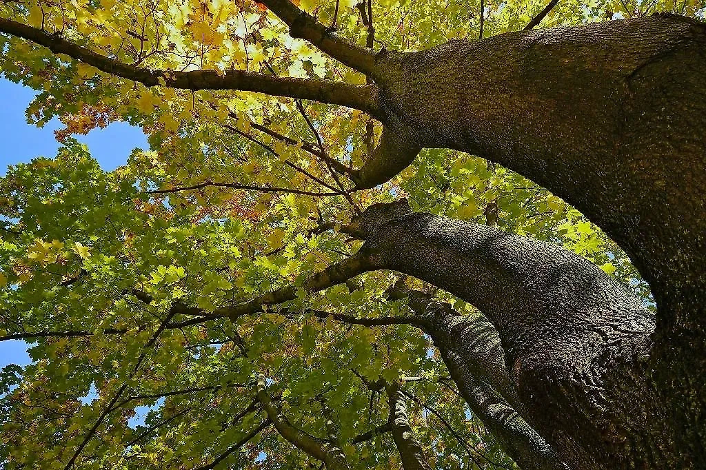 Ясенелистный клён. Обложка © Shutterstock / FOTODOM / shah-rukh