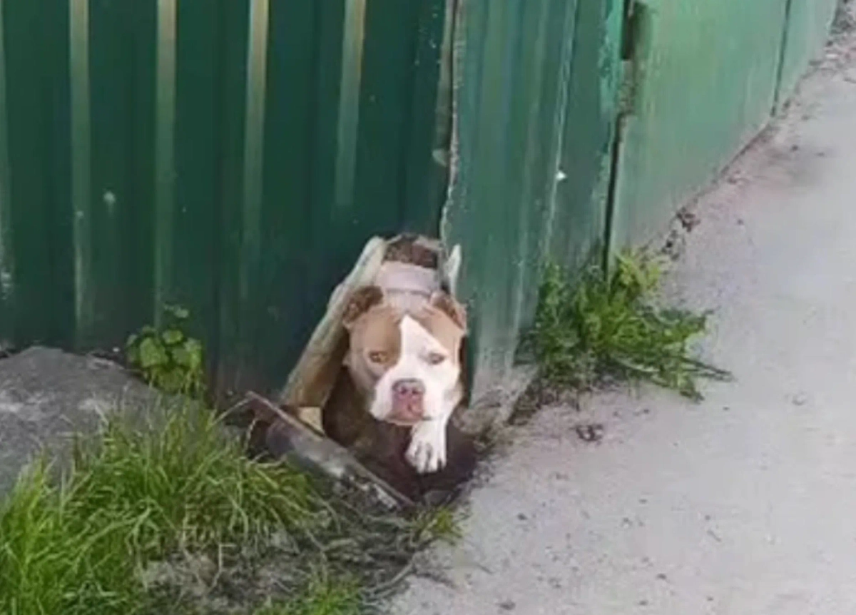 Питбуль напал на мальчика. Фото © VK / УшиЛапыХвостик