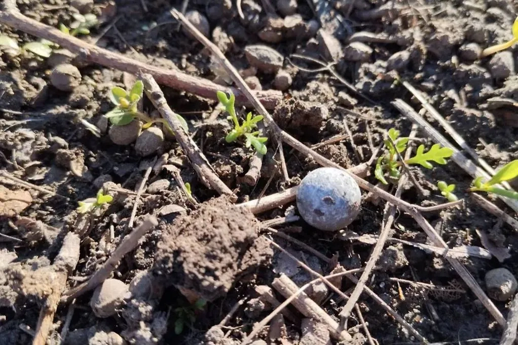 Стальной шарик из заряда, который нёс дрон ВСУ, атаковавший многоэтажку в Курске. Фото © Telegram / Курская область
