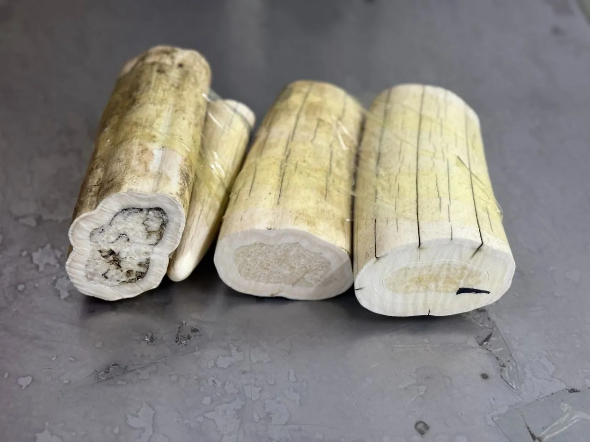 Бивни моржа, которые россиянка пыталась вывезти в Китай. Фото © ФТС РФ