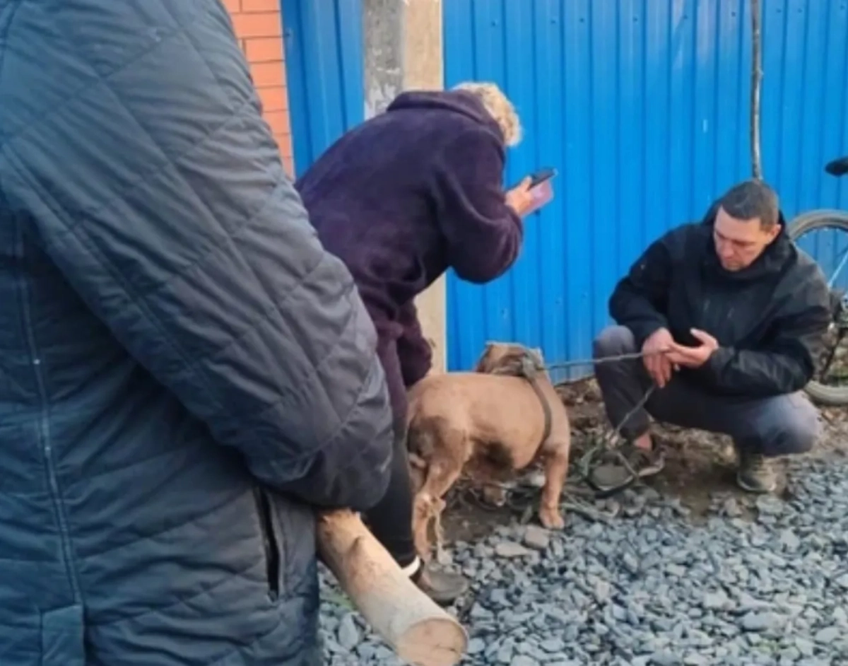 Напавший на мальчика питбуль. Обложка © VK / УшиЛапыХвостик