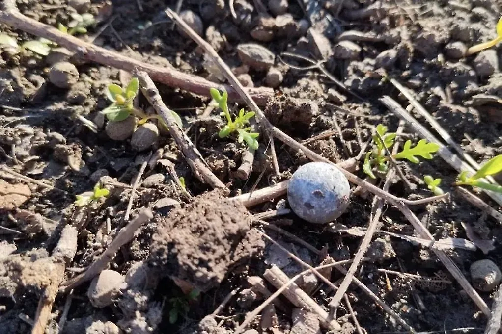 Стальной шарик из заряда, который нёс дрон ВСУ, атаковавший многоэтажку в Курске. Фото © Telegram / Курская область