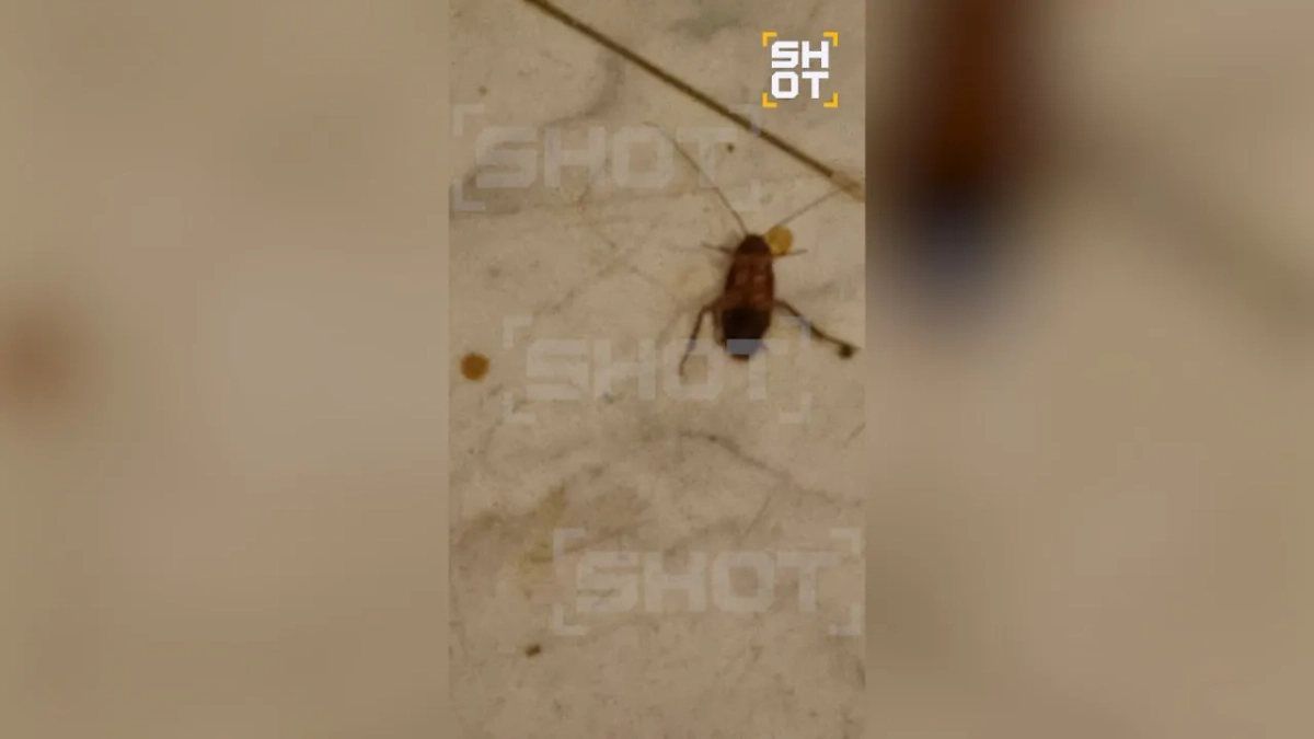 Тараканы, которых нашли туристы, отдыхающие в отеле Hawaii в Хургаде. Фото © SHOT