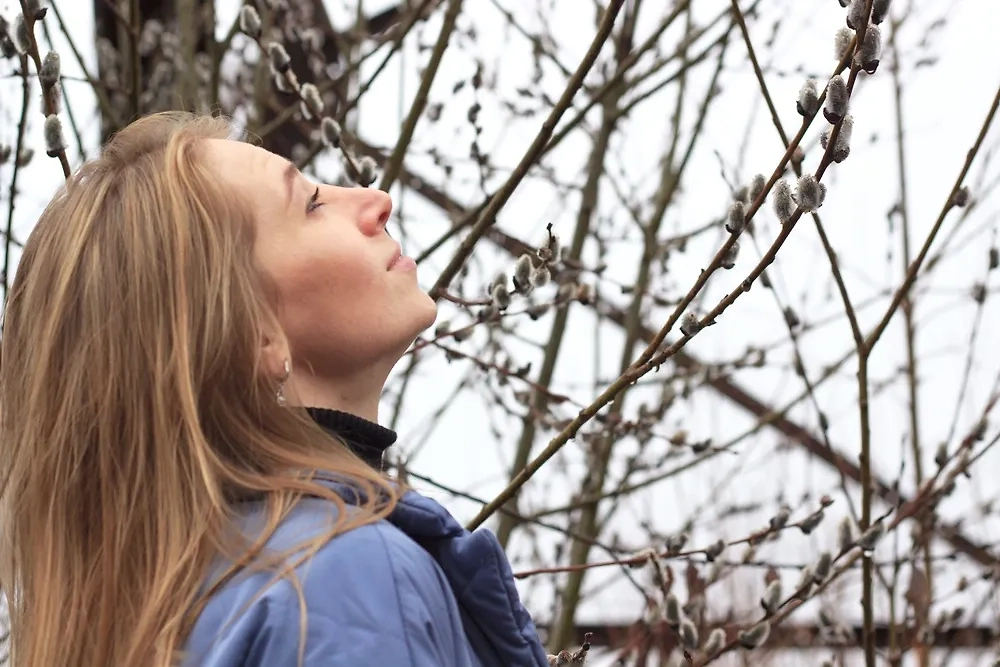 Типичным проявлением аллергии на вербу является чихание. Обложка © Shutterstock / FOTODOM / khramova natalia