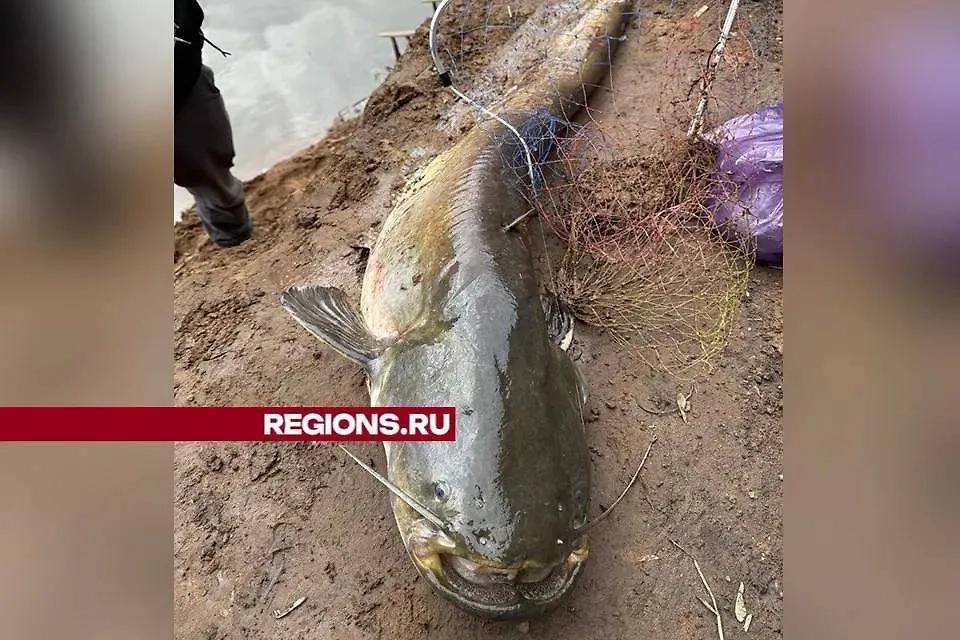 Из Москвы-реки выловили 15-киллограмового сома. Фото © Regions.ru / Ирина Куршакова