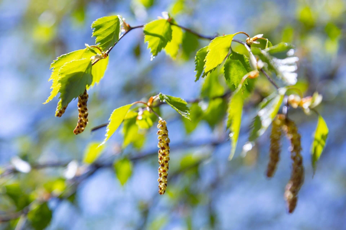 Цветение берёзы. Фото © Shutterstock / FOTODOM / Jamses