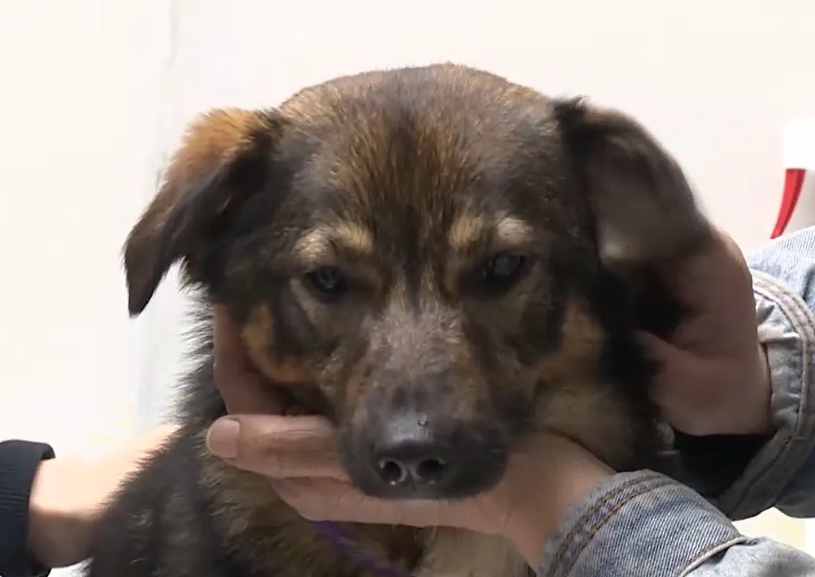 Пёс Бутуз. Обложка © Телеканал «Санкт-Петербург»