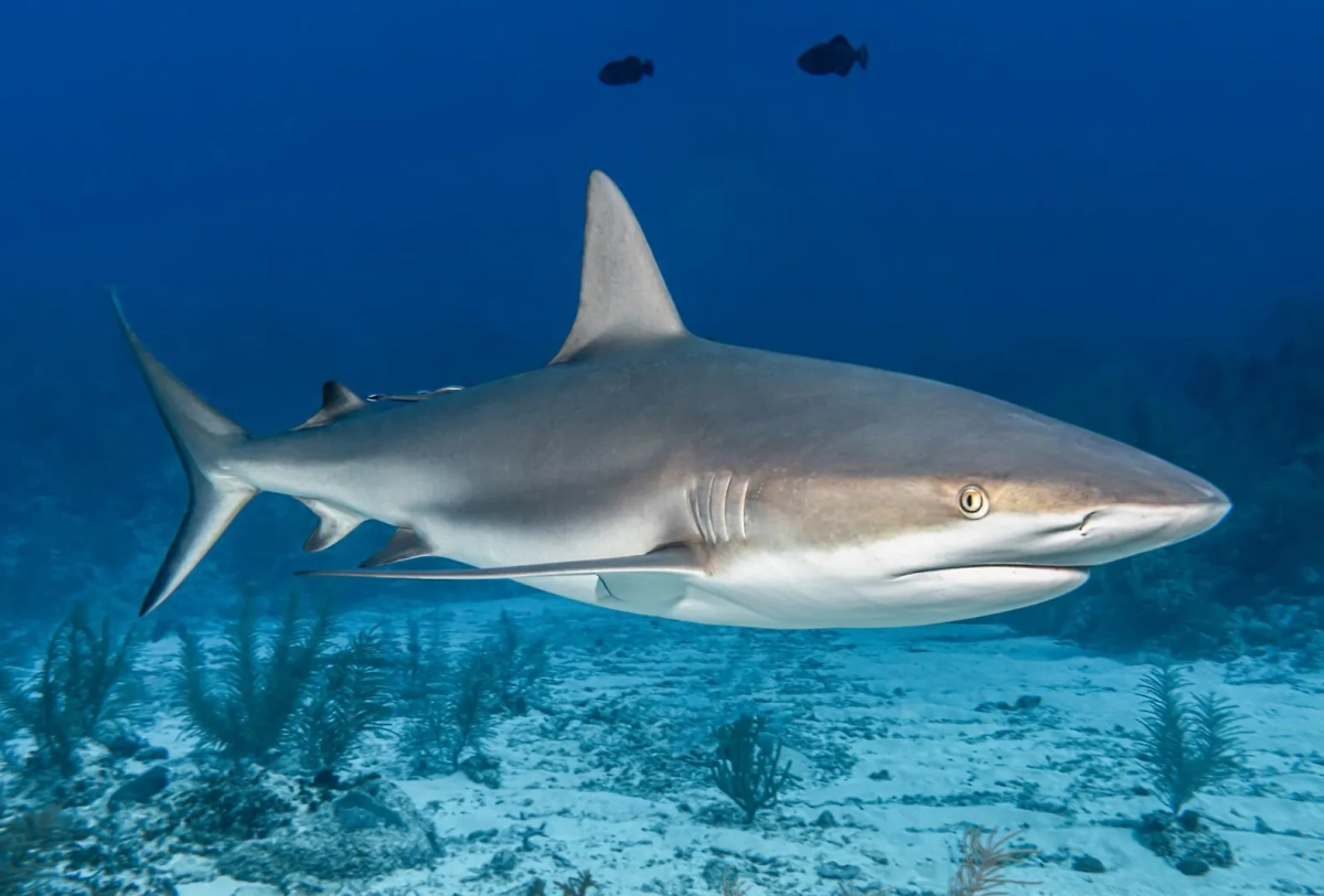 Акула. Обложка © freepik