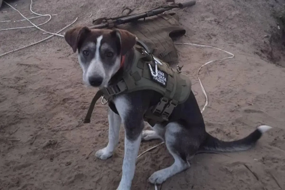 Собака по кличке Победа провела российских бойцов через минное поле и была удостоена международной премии. Обложка © Международная премия «Мой ласковый и нужный зверь»