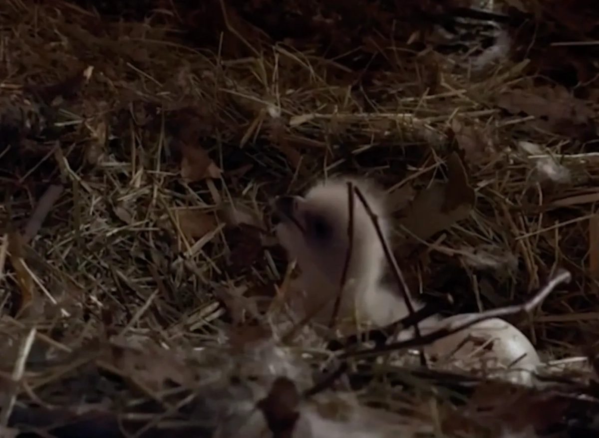 Птенец орлана из «Малинок». Обложка © Telegram / Donnews