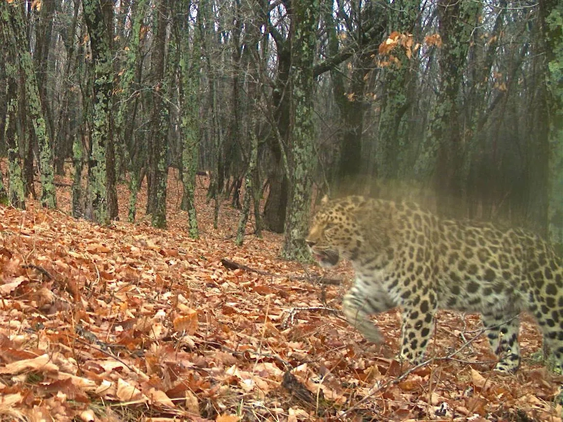 Леопард ступает по листве. Фото © «Земля леопарда» — дирекция заповедников