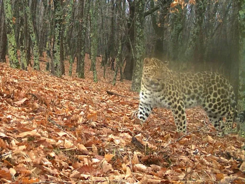 Обложка © Telegram / «Земля леопарда» — дирекция заповедников