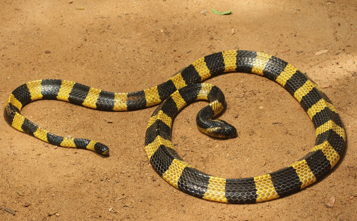 Один из представителей аспидовых змей. Фото © Wikipedia / Davidvraju