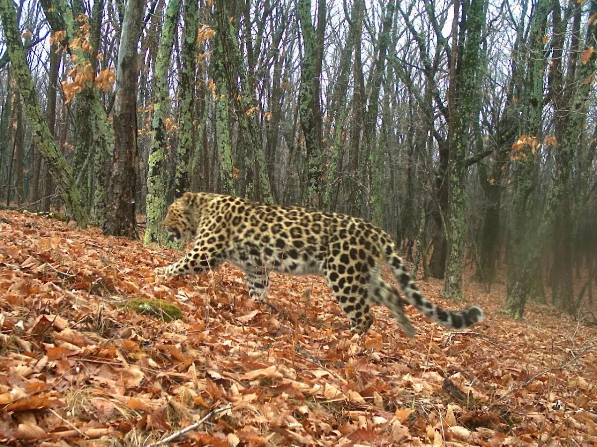 Леопард удаляется по своим делам. Фото © «Земля леопарда» — дирекция заповедников
