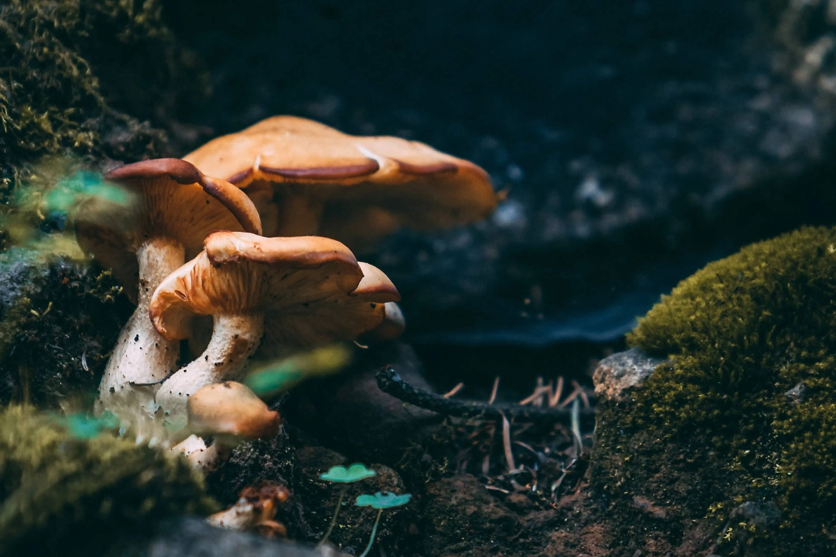 В Приморье поймали иностранцев с краснокнижными грибами. Обложка © Freepik / wirestock