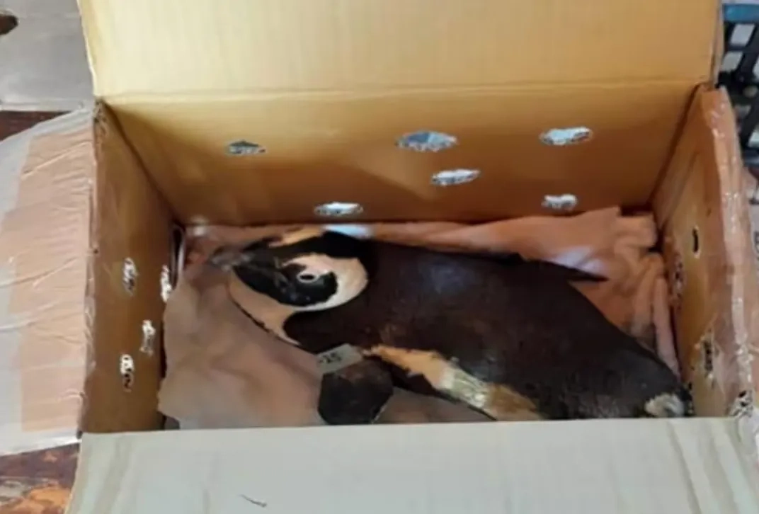 Пингвин стал причиной падения вертолёта в ЮАР. Фото © Х / odrimedia