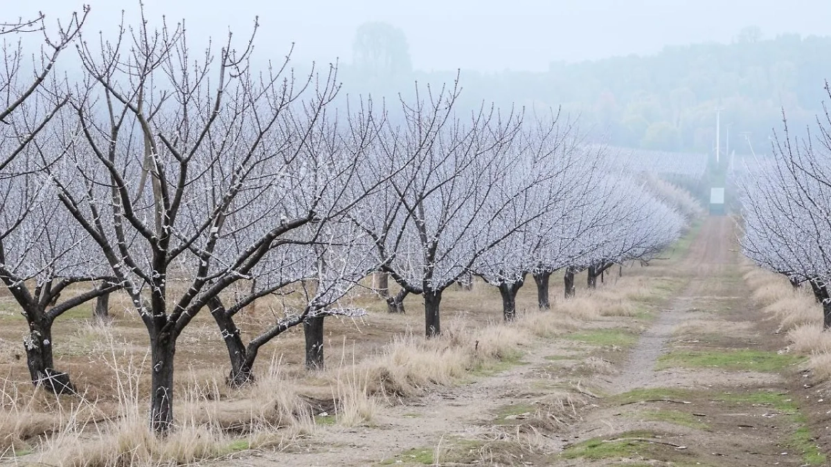 Сад. Обложка © Life.ru / Kandinsky 3.1