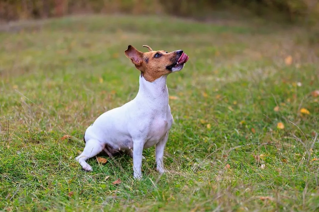 Собака. Обложка © Shutterstock / FOTODOM / Gagarin Iurii