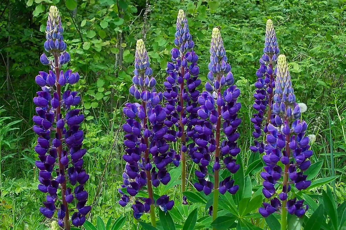 Люпин. Обложка © Wikipedia / Uz1awa. 