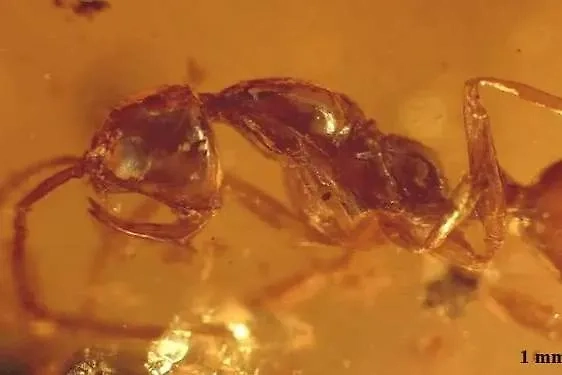 «Адский муравей» в янтаре. Обложка © Wikipedia / www.AntWeb.org