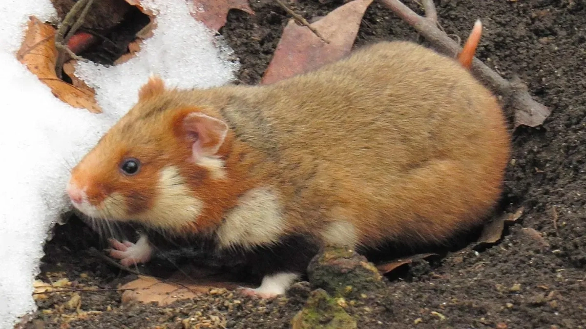 В Москве живут скрытные звери. Обложка © mos.ru
