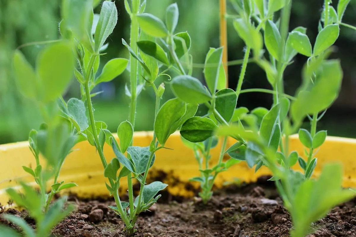 По лунному календарю на май для садовода и огородника можно сажать многие виды зелени. Фото © Shutterstock / FOTODOM / Ssirounarev