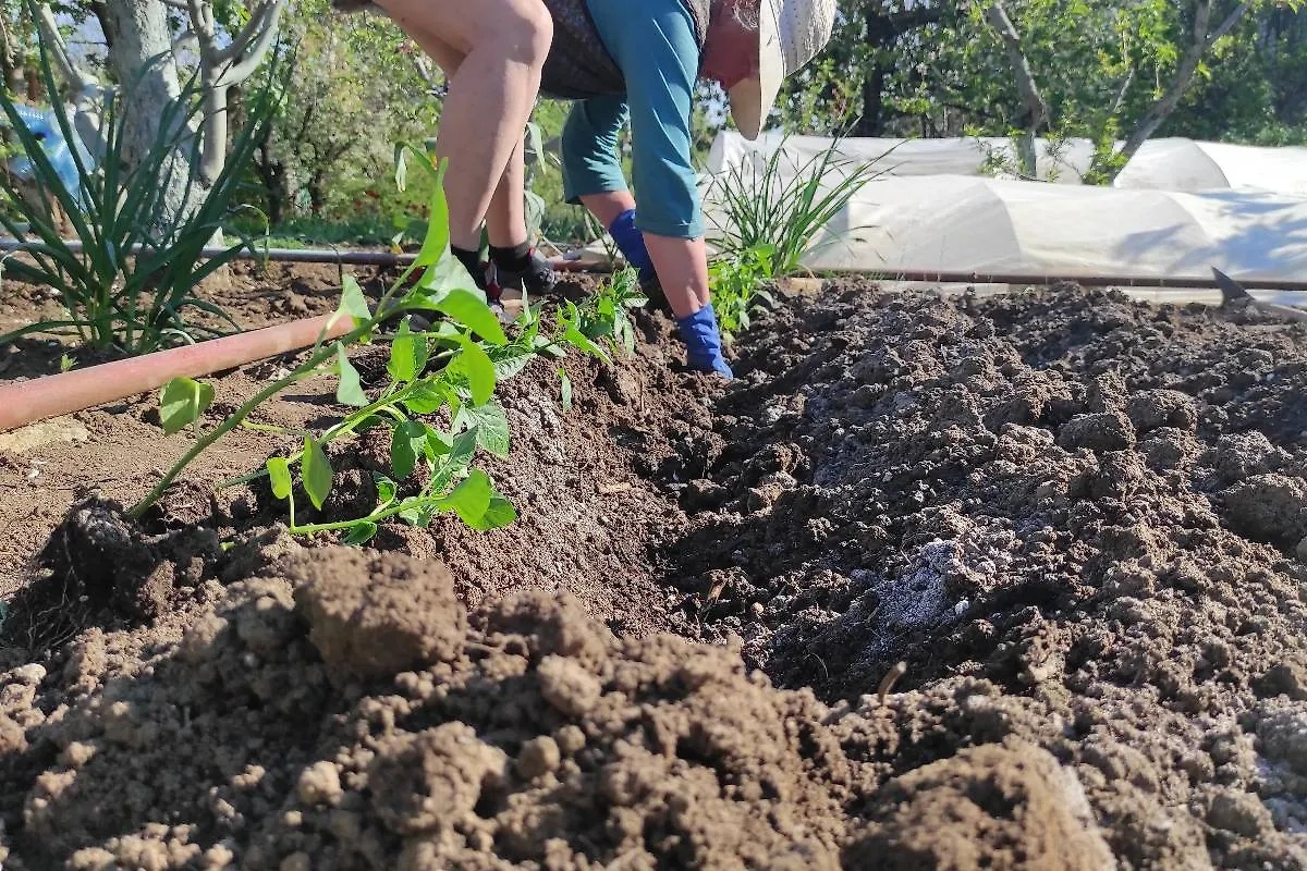 Посевной календарь огородника, май 2025 года: остерегайтесь заморозков, выбирайте стойкие сорта. Фото © Shutterstock / FOTODOM / AnyanBeli